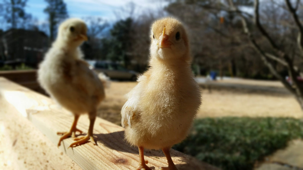 How to raise baby chicks (without a heat lamp)