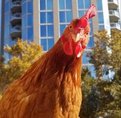 Chickens in Atlanta - Can I have them?