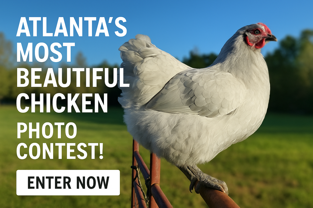 White chicken on a fence with text about a photo contest in Atlanta